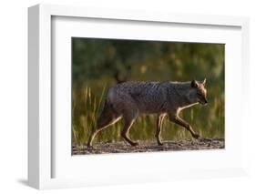 Golden jackal (Canis aureus) walking on sand. Danube Delta, Romania, May-Loic Poidevin-Framed Photographic Print