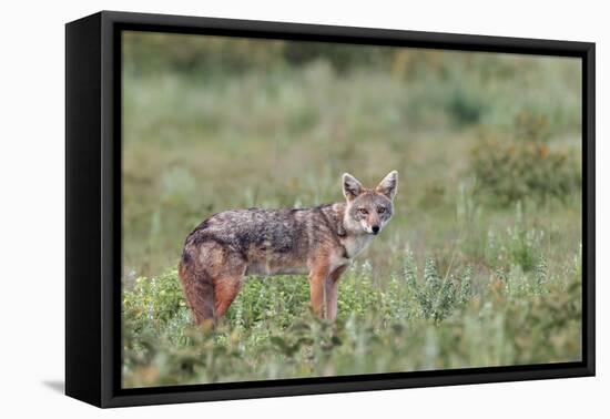 Golden jackal, Serengeti National Park, Tanzania, Africa-Adam Jones-Framed Stretched Canvas