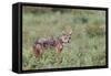 Golden jackal, Serengeti National Park, Tanzania, Africa-Adam Jones-Framed Stretched Canvas