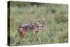 Golden jackal, Serengeti National Park, Tanzania, Africa-Adam Jones-Stretched Canvas