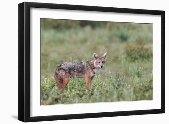 Golden jackal, Serengeti National Park, Tanzania, Africa-Adam Jones-Framed Premium Photographic Print