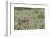 Golden jackal, Serengeti National Park, Tanzania, Africa-Adam Jones-Framed Premium Photographic Print