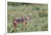 Golden jackal, Serengeti National Park, Tanzania, Africa-Adam Jones-Framed Photographic Print