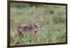 Golden jackal, Serengeti National Park, Tanzania, Africa-Adam Jones-Framed Photographic Print