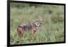 Golden jackal, Serengeti National Park, Tanzania, Africa-Adam Jones-Framed Photographic Print