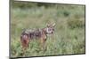 Golden jackal, Serengeti National Park, Tanzania, Africa-Adam Jones-Mounted Photographic Print
