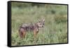 Golden jackal, Serengeti National Park, Tanzania, Africa-Adam Jones-Framed Stretched Canvas