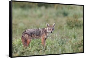 Golden jackal, Serengeti National Park, Tanzania, Africa-Adam Jones-Framed Stretched Canvas