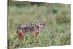 Golden jackal, Serengeti National Park, Tanzania, Africa-Adam Jones-Stretched Canvas