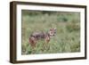 Golden jackal, Serengeti National Park, Tanzania, Africa-Adam Jones-Framed Photographic Print