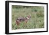 Golden jackal, Serengeti National Park, Tanzania, Africa-Adam Jones-Framed Photographic Print