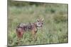 Golden jackal, Serengeti National Park, Tanzania, Africa-Adam Jones-Mounted Photographic Print