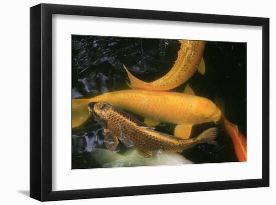 Golden Japanese Koi Fish-Ryuji Adachi-Framed Art Print