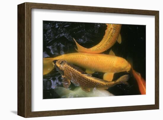 Golden Japanese Koi Fish-Ryuji Adachi-Framed Art Print