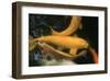 Golden Japanese Koi Fish-Ryuji Adachi-Framed Art Print