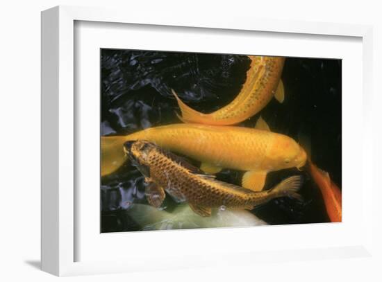 Golden Japanese Koi Fish-Ryuji Adachi-Framed Art Print