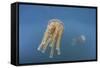 Golden Jellyfish, Raja Ampat, Indonesia-Stocktrek Images-Framed Stretched Canvas