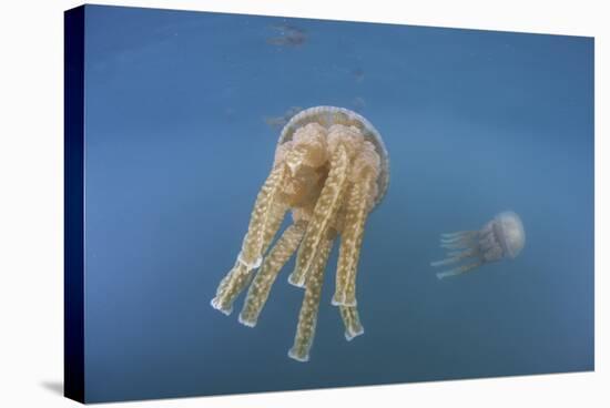 Golden Jellyfish, Raja Ampat, Indonesia-Stocktrek Images-Stretched Canvas