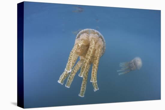 Golden Jellyfish, Raja Ampat, Indonesia-Stocktrek Images-Stretched Canvas