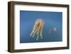 Golden Jellyfish, Raja Ampat, Indonesia-Stocktrek Images-Framed Photographic Print