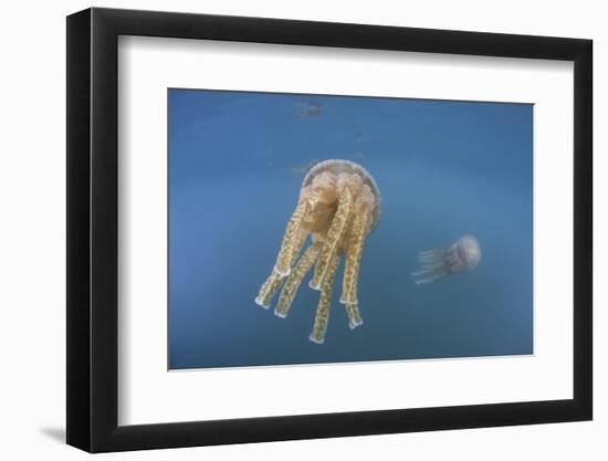 Golden Jellyfish, Raja Ampat, Indonesia-Stocktrek Images-Framed Photographic Print