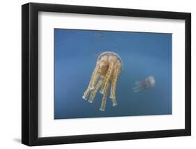 Golden Jellyfish, Raja Ampat, Indonesia-Stocktrek Images-Framed Photographic Print