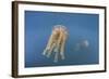 Golden Jellyfish, Raja Ampat, Indonesia-Stocktrek Images-Framed Photographic Print