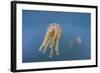 Golden Jellyfish, Raja Ampat, Indonesia-Stocktrek Images-Framed Photographic Print