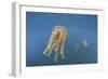 Golden Jellyfish, Raja Ampat, Indonesia-Stocktrek Images-Framed Photographic Print