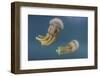 Golden Jellyfish, Raja Ampat, Indonesia-Stocktrek Images-Framed Photographic Print