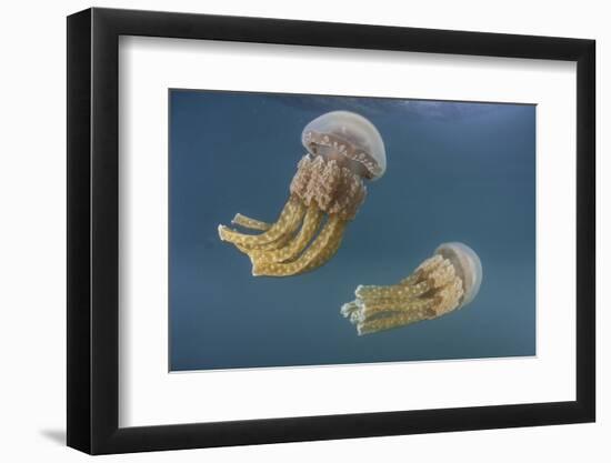 Golden Jellyfish, Raja Ampat, Indonesia-Stocktrek Images-Framed Photographic Print