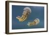 Golden Jellyfish, Raja Ampat, Indonesia-Stocktrek Images-Framed Photographic Print