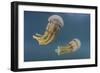 Golden Jellyfish, Raja Ampat, Indonesia-Stocktrek Images-Framed Photographic Print