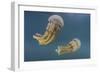 Golden Jellyfish, Raja Ampat, Indonesia-Stocktrek Images-Framed Photographic Print