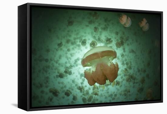 Golden Jellyfish Swim Inside a Lake in the Republic of Palau-Stocktrek Images-Framed Stretched Canvas