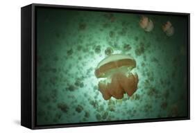 Golden Jellyfish Swim Inside a Lake in the Republic of Palau-Stocktrek Images-Framed Stretched Canvas