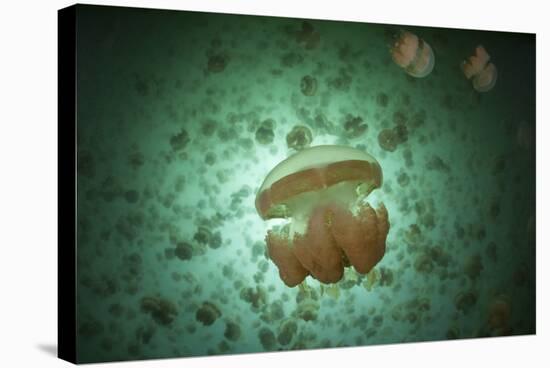 Golden Jellyfish Swim Inside a Lake in the Republic of Palau-Stocktrek Images-Stretched Canvas