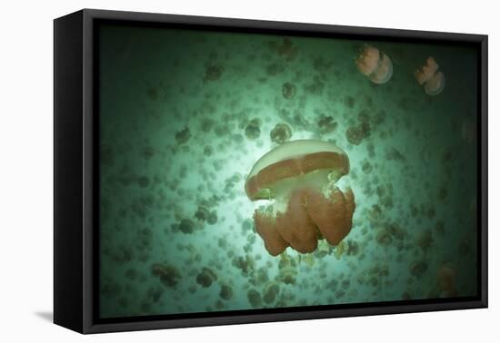 Golden Jellyfish Swim Inside a Lake in the Republic of Palau-Stocktrek Images-Framed Stretched Canvas