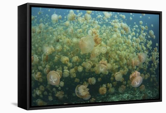 Golden Jellyfish Swim Inside a Lake in the Republic of Palau-Stocktrek Images-Framed Stretched Canvas