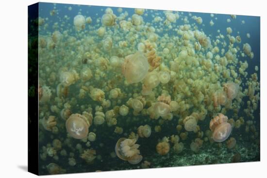 Golden Jellyfish Swim Inside a Lake in the Republic of Palau-Stocktrek Images-Stretched Canvas