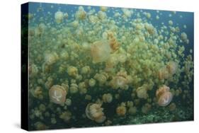 Golden Jellyfish Swim Inside a Lake in the Republic of Palau-Stocktrek Images-Stretched Canvas