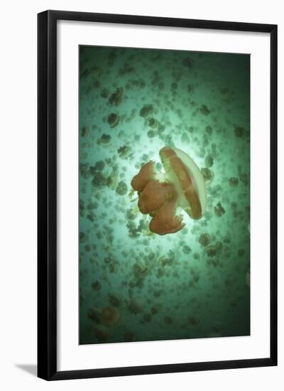 Golden Jellyfish Swim Inside a Lake in the Republic of Palau-Stocktrek Images-Framed Photographic Print