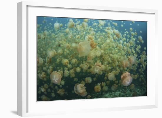 Golden Jellyfish Swim Inside a Lake in the Republic of Palau-Stocktrek Images-Framed Photographic Print