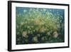 Golden Jellyfish Swim Inside a Lake in the Republic of Palau-Stocktrek Images-Framed Photographic Print