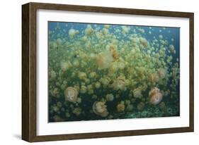 Golden Jellyfish Swim Inside a Lake in the Republic of Palau-Stocktrek Images-Framed Photographic Print