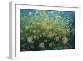 Golden Jellyfish Swim Inside a Lake in the Republic of Palau-Stocktrek Images-Framed Photographic Print