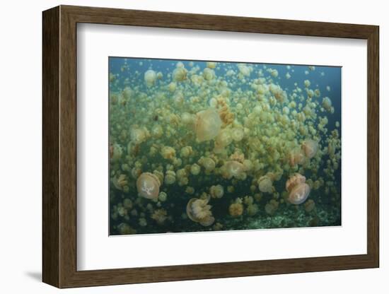 Golden Jellyfish Swim Inside a Lake in the Republic of Palau-Stocktrek Images-Framed Photographic Print