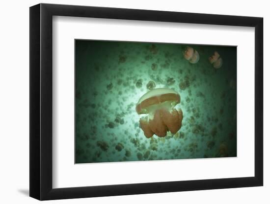 Golden Jellyfish Swim Inside a Lake in the Republic of Palau-Stocktrek Images-Framed Photographic Print