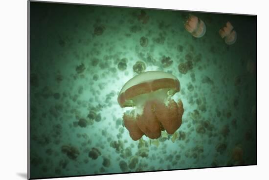 Golden Jellyfish Swim Inside a Lake in the Republic of Palau-Stocktrek Images-Mounted Photographic Print