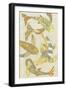 Golden Koi II-Chariklia Zarris-Framed Art Print